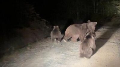 Sapanca ilçesinde bulunan Soğucak Yaylasına doğru mantar toplamak için ormanlık