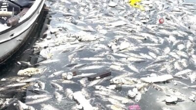 Kaynak İHA Karadeniz’de son haftalarda artan palamut avı, Rize’nin Pazar