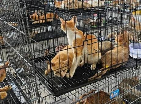Restoranlara satmak için çalıyorlar: Kedi hırsızı çetelere baskın! CBS News’un haberine göre Vietnam polisi, gece baskınlarında yaklaşık 2.700