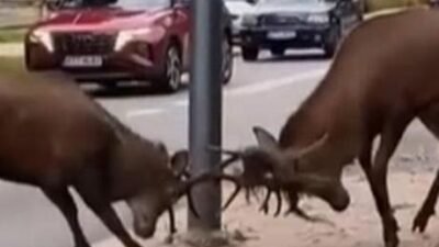 Yiyecek bulmakta güçlük çeken iki kızıl geyik şehir merkezine kadar