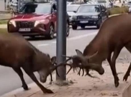 Yiyecek bulmakta güçlük çeken iki kızıl geyik şehir merkezine kadar