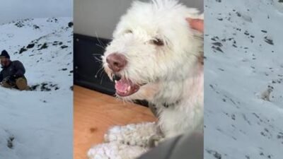 4 yaşındaki huskydoodle cinsi LouLou, sahibi Brian ve onun arkadaşıyla
