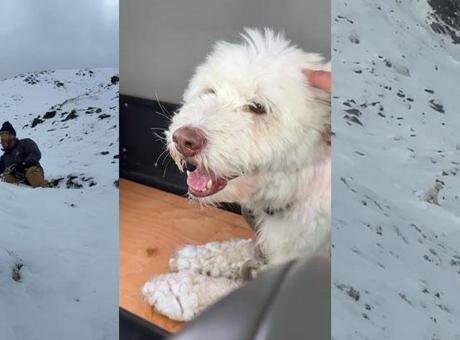 4 yaşındaki huskydoodle cinsi LouLou, sahibi Brian ve onun arkadaşıyla